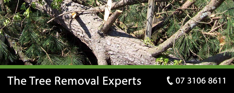 Expert Tree Removal